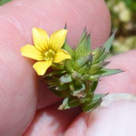 Fotografia da espécie Linum strictum subesp. strictum var. strictum