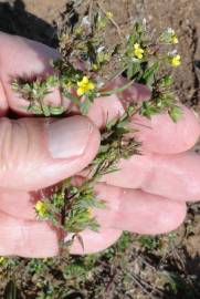 Fotografia da espécie Linum strictum subesp. strictum var. strictum