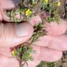 Fotografia 7 da espécie Linum strictum subesp. strictum var. strictum do Jardim Botânico UTAD