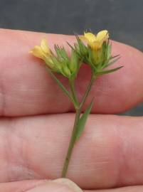 Fotografia da espécie Linum strictum subesp. strictum var. strictum