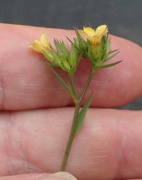 Fotografia 9 da espécie Linum strictum subesp. strictum var. strictum no Jardim Botânico UTAD