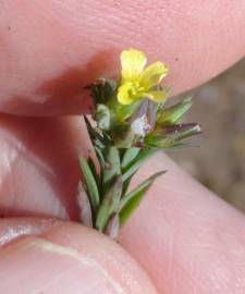 Fotografia da espécie Linum strictum subesp. strictum var. strictum