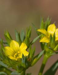 Linum strictum subesp. strictum var. strictum