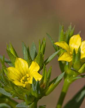 Fotografia 1 da espécie Linum strictum subesp. strictum var. strictum no Jardim Botânico UTAD