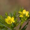 Fotografia 1 da espécie Linum strictum subesp. strictum var. strictum do Jardim Botânico UTAD