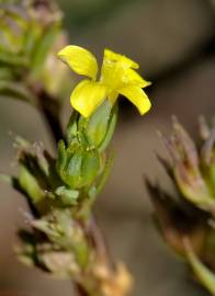 Fotografia da espécie Linum strictum subesp. strictum var. strictum