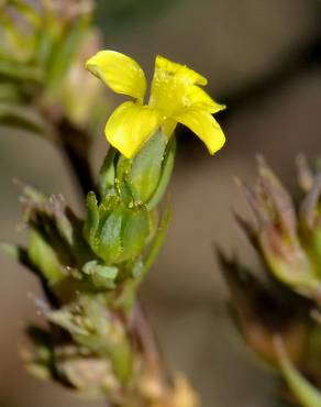 Fotografia 13 da espécie Linum strictum subesp. strictum var. strictum no Jardim Botânico UTAD