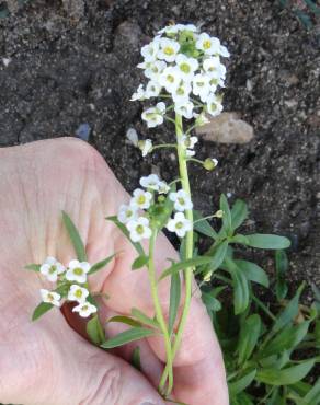 Fotografia 6 da espécie Lobularia maritima subesp. maritima no Jardim Botânico UTAD