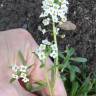 Fotografia 6 da espécie Lobularia maritima subesp. maritima do Jardim Botânico UTAD