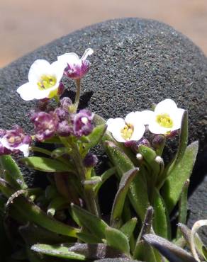 Fotografia 9 da espécie Lobularia maritima subesp. maritima no Jardim Botânico UTAD