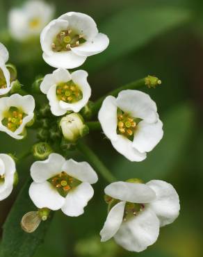 Fotografia 1 da espécie Lobularia maritima subesp. maritima no Jardim Botânico UTAD