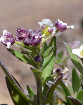 Fotografia 10 da espécie Lobularia maritima subesp. maritima no Jardim Botânico UTAD