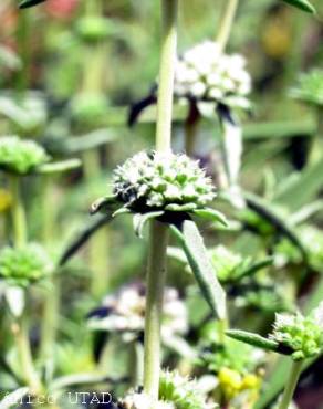 Fotografia 4 da espécie Mentha cervina no Jardim Botânico UTAD