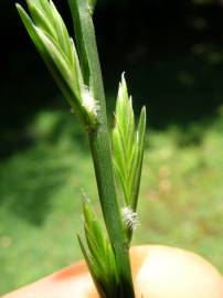 Fotografia da espécie Lolium rigidum