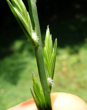 Fotografia 6 da espécie Lolium rigidum no Jardim Botânico UTAD