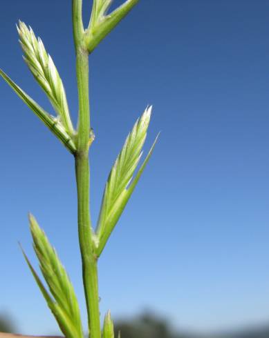 Fotografia de capa Lolium rigidum - do Jardim Botânico