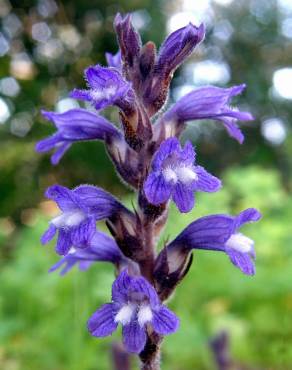 Fotografia 1 da espécie Orobanche ramosa subesp. nana no Jardim Botânico UTAD