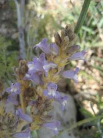 Fotografia da espécie Orobanche ramosa subesp. nana