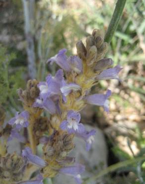 Fotografia 2 da espécie Orobanche ramosa subesp. nana no Jardim Botânico UTAD