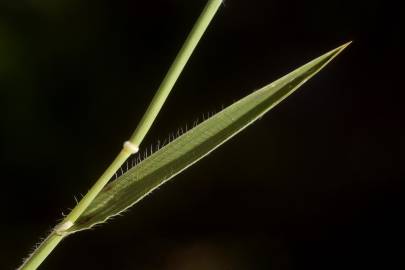 Fotografia da espécie Aegilops triuncialis