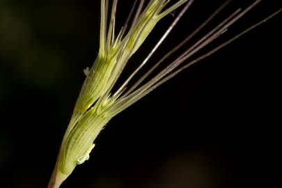 Fotografia da espécie Aegilops triuncialis