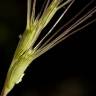 Fotografia 6 da espécie Aegilops triuncialis do Jardim Botânico UTAD