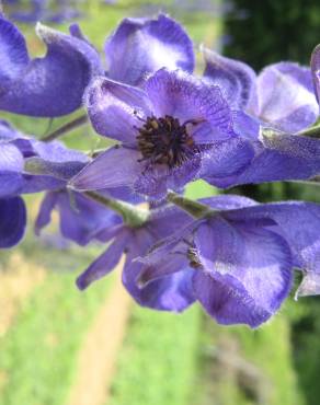 Fotografia 4 da espécie Aconitum napellus subesp. lusitanicum no Jardim Botânico UTAD