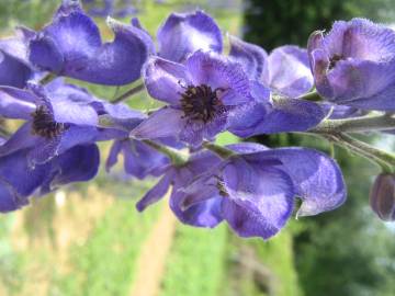 Fotografia da espécie Aconitum napellus subesp. lusitanicum