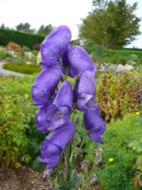 Fotografia da espécie Aconitum napellus subesp. lusitanicum