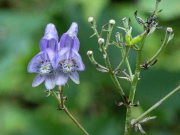 Fotografia da espécie Aconitum napellus subesp. lusitanicum