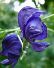 Fotografia da espécie Aconitum napellus