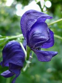 Fotografia da espécie Aconitum napellus subesp. lusitanicum