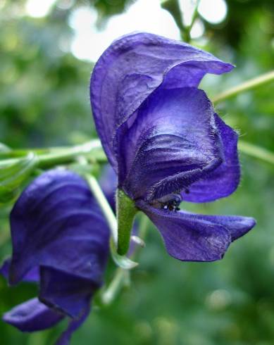 Fotografia de capa Aconitum napellus subesp. lusitanicum - do Jardim Botânico