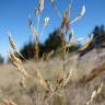 Fotografia 5 da espécie Agrostis stolonifera do Jardim Botânico UTAD