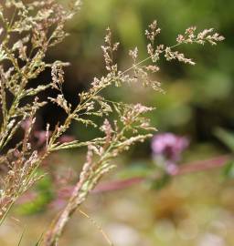 Fotografia da espécie Agrostis stolonifera