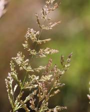Fotografia da espécie Agrostis stolonifera