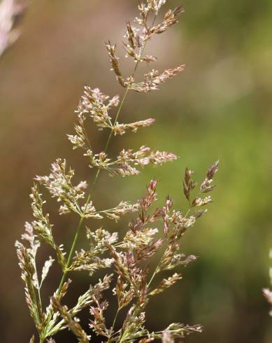 Fotografia de capa Agrostis stolonifera - do Jardim Botânico