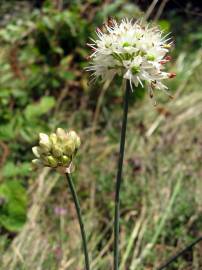 Fotografia da espécie Allium ericetorum