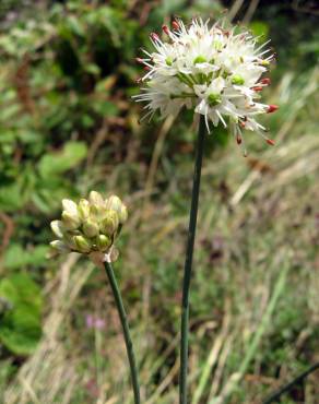 Fotografia 6 da espécie Allium ericetorum no Jardim Botânico UTAD