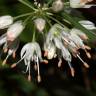 Fotografia 7 da espécie Allium ericetorum do Jardim Botânico UTAD