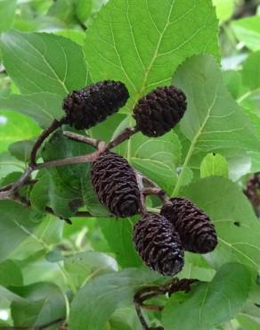 Fotografia 5 da espécie Alnus cordata no Jardim Botânico UTAD