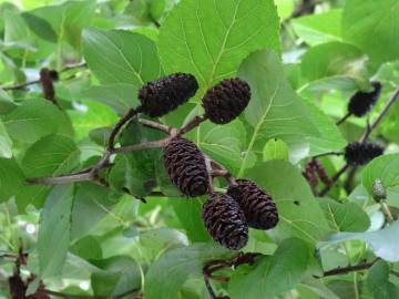 Fotografia da espécie Alnus cordata