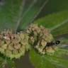 Fotografia 5 da espécie Chamaesyce maculata do Jardim Botânico UTAD