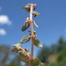 Fotografia 6 da espécie Chamaesyce maculata do Jardim Botânico UTAD