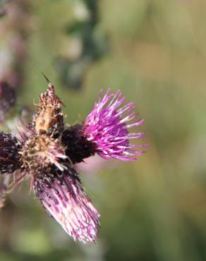 Fotografia 7 da espécie Cirsium palustre no Jardim Botânico UTAD