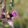 Fotografia 7 da espécie Cirsium palustre do Jardim Botânico UTAD