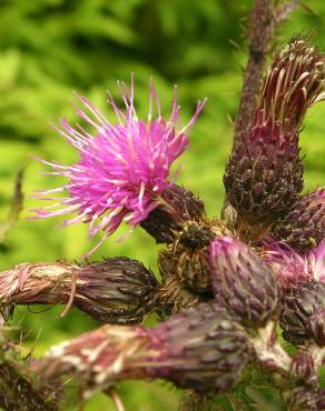 Fotografia 8 da espécie Cirsium palustre no Jardim Botânico UTAD