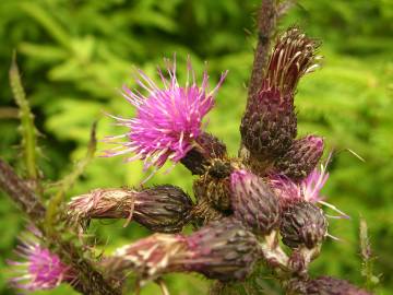 Fotografia da espécie Cirsium palustre