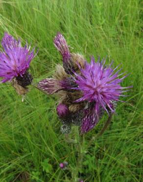 Fotografia 9 da espécie Cirsium palustre no Jardim Botânico UTAD