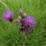 Fotografia 9 da espécie Cirsium palustre do Jardim Botânico UTAD